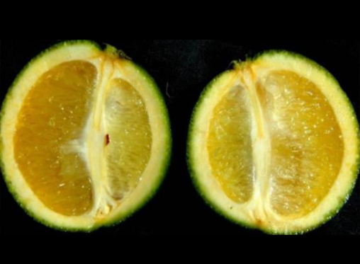 FrutoDeformeHLB.jpg