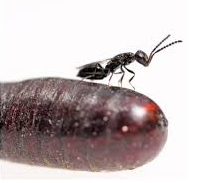 Sphalangia endius.jpg